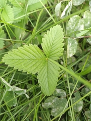 Fragaria viridis