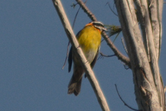 Spindalis portoricensis
