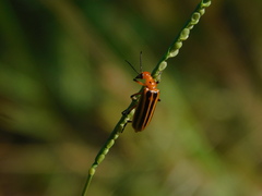 Pyrota lineata