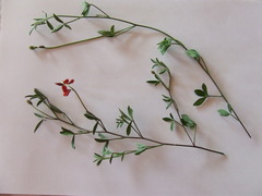 Indigofera claassensii