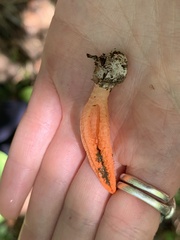 Pseudocolus fusiformis