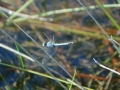 Erythrodiplax minuscula