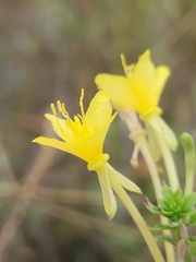 Oenothera clelandii