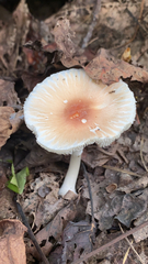 Lepiota rubrotinctoides