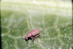 Trachyphloeus spinimanus