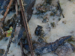 Gelastocoris oculatus