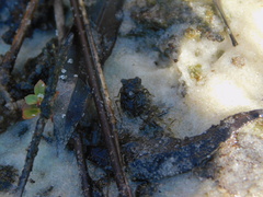 Gelastocoris oculatus