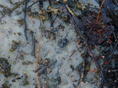 Gelastocoris oculatus