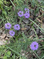 Verbena pulchella