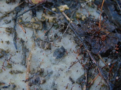 Gelastocoris oculatus