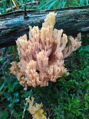 Ramaria