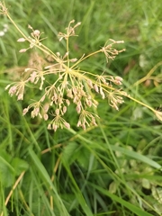 Pimpinella major