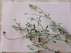 Indigofera claassensii