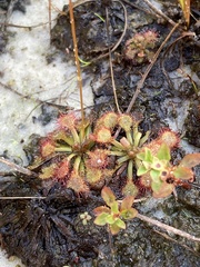 Drosera capillaris