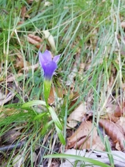 Gentianopsis