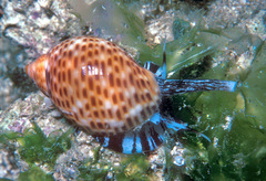 Tonna perdix