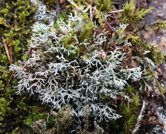 Sphaerophorus fragilis