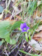 Gentianopsis