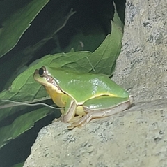 Hyla chinensis