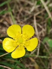 Ranunculus