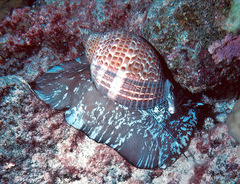 Tonna perdix