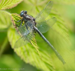 Phanogomphus