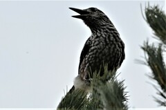 Nucifraga caryocatactes