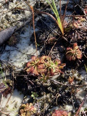 Drosera capillaris