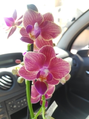 Phalaenopsis