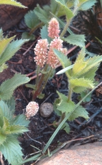 Acalypha villicaulis
