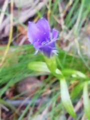 Gentianopsis