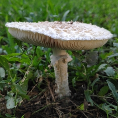 Saproamanita vittadinii