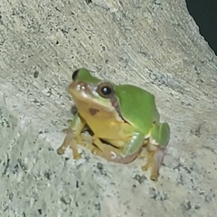 Hyla chinensis
