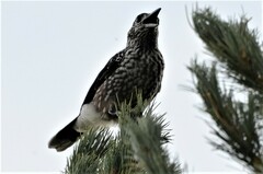 Nucifraga caryocatactes