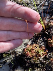 Drosera capillaris