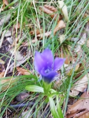 Gentianopsis