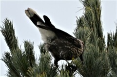 Nucifraga caryocatactes