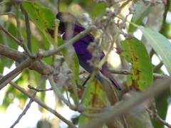 Cinnyricinclus leucogaster