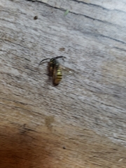 Vespula