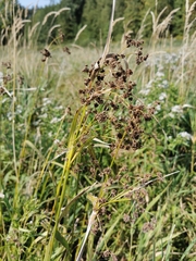 Scirpus atrovirens