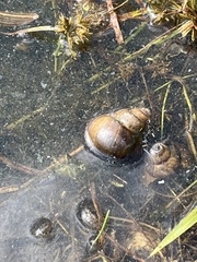 Cipangopaludina chinensis