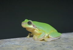 Hyla chinensis