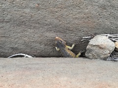 Pseudocordylus melanotus