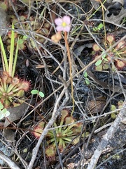 Drosera capillaris