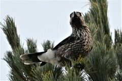 Nucifraga caryocatactes