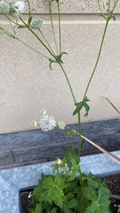 Astrantia major
