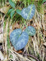 Cyclamen purpurascens