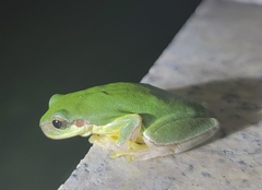Hyla chinensis