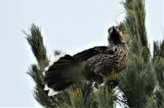 Nucifraga caryocatactes