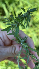 Gnaphalium uliginosum